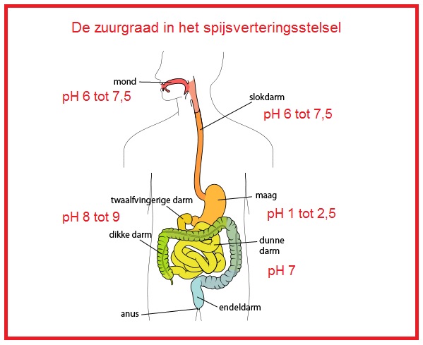 Zuurgraadvanhetspijsverteringsstelsel