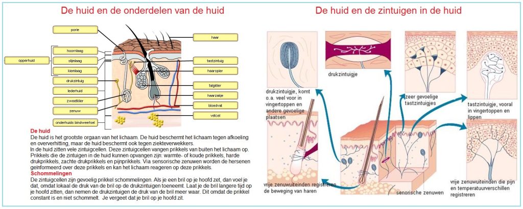 Dehuid